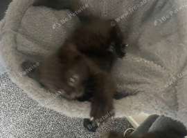 Last kitten