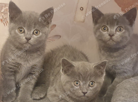3 adorable kittens ready to leave
