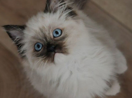 RAGDOLL KITTENS READY NOW