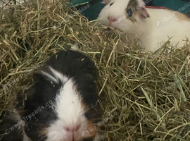 Guinea pigs