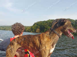 Saluki X Greyhound for stud