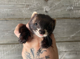 Few 1 year old ferrets and kits Jill&rsquo;s & Hobs
