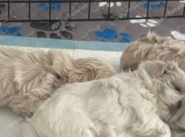 Five Beautiful White & Lavender Imperial / Tea- Cup Shih Tzu&rsquo;s