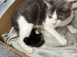 Female cat