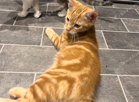 Full ginger male kitten
