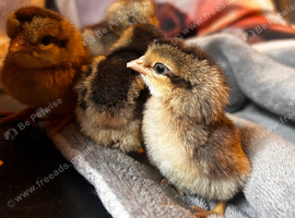 Female Cream Legbar Chicks