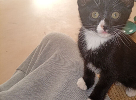 Lovely black and white kitten