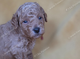 Beautiful miniature golden doodle