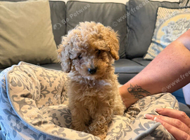 Toy poodle puppies