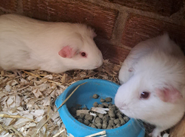Guinea pigs available