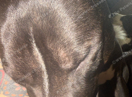 Male staffy