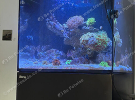Marine tank, fish and corals for sale. All must go