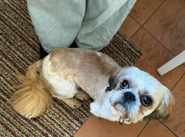 Dog lost cash reward if handed in or found