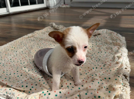 9 weeks old Jack Russel puppy boy