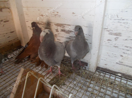 GERMAN BUTE HOMES