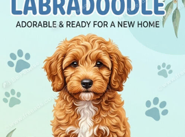 Pure Australian labradoodle fully vaccinated