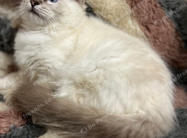 Tica older ragdoll kittens ready now