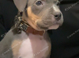 Staffy girl blue and tan