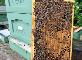 6 Frame Overwintered Langstroth Nucleus of Bees 2027