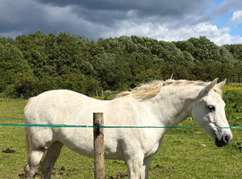 Top class Connemara mare