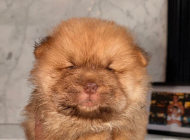 Chocolate saple chow chow