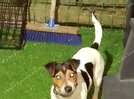 Jack Russell