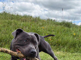 Bear the blue staff for stud