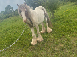 GORGEOUS MINI COB GELDING