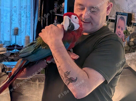 Greenwing macaw for sale