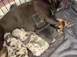 French bulldog puppies
