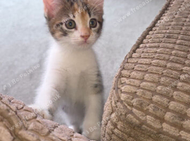 Calico Female kitten 16 weeks