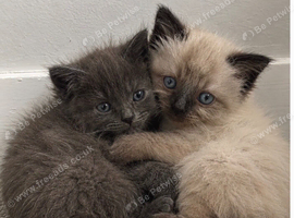 Main coon and Siamese