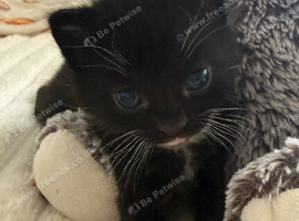 2 male kittens