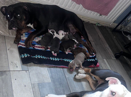 Olde English Bulldogge puppies ready to go  28th June 26