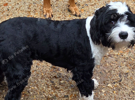 I have a 18 month old male tibetan terrier