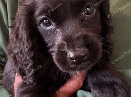 Beautiful 8 week old cocker spaniel puppies