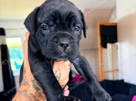 Cane corso x North American mastiff