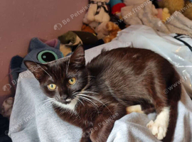2 female kittens need home ASAP