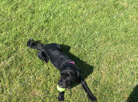 Year old female Cavapoo looking for new home