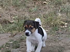 Adorable pure Jack Russell puppies