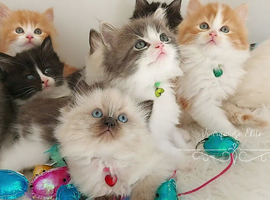 &pound;Negotiable Beautiful cross Ragdoll/Persian kittens
