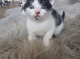 Ready to reserved