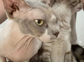 Sphynx female and male bengal