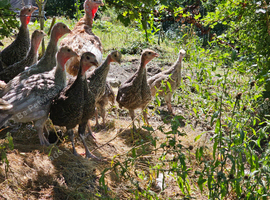 Turkey poults unsexed