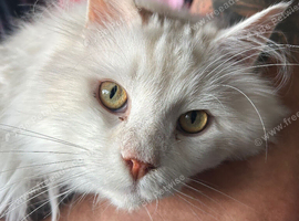 Maine Coon Male