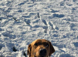 Fox red KC reg Stud