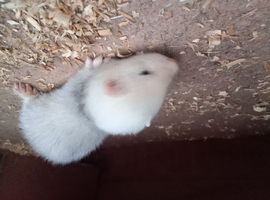 Ferret kits 6 weeks old for sale wigan