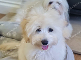 Coton de Tulear cross Toy poodle , Cotonpoo/cotonoodle
