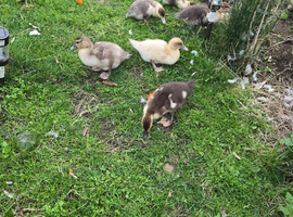 few ducks to go be laying from late December