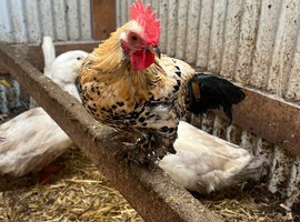 2 miniature sablepoot booted bantams for sale